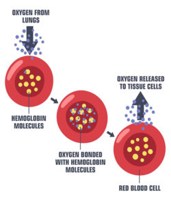 The role of oxygen – OxyCure Therapy